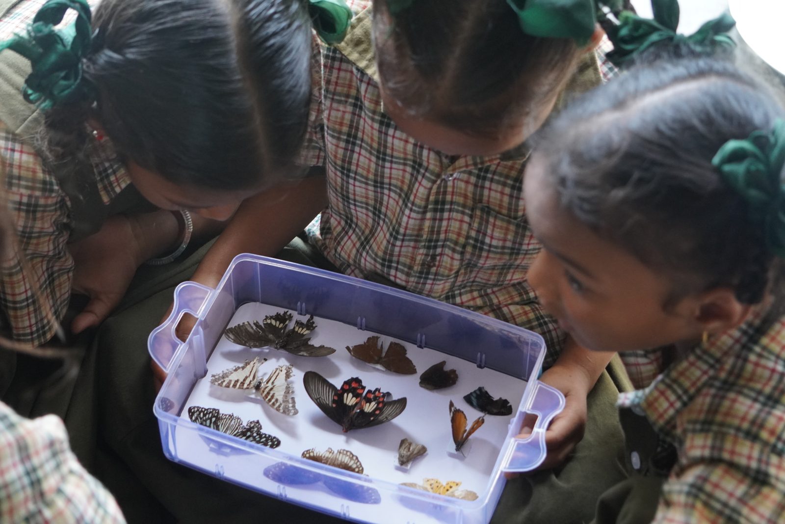 Schoolgirls lean over a box of butterfly specimens