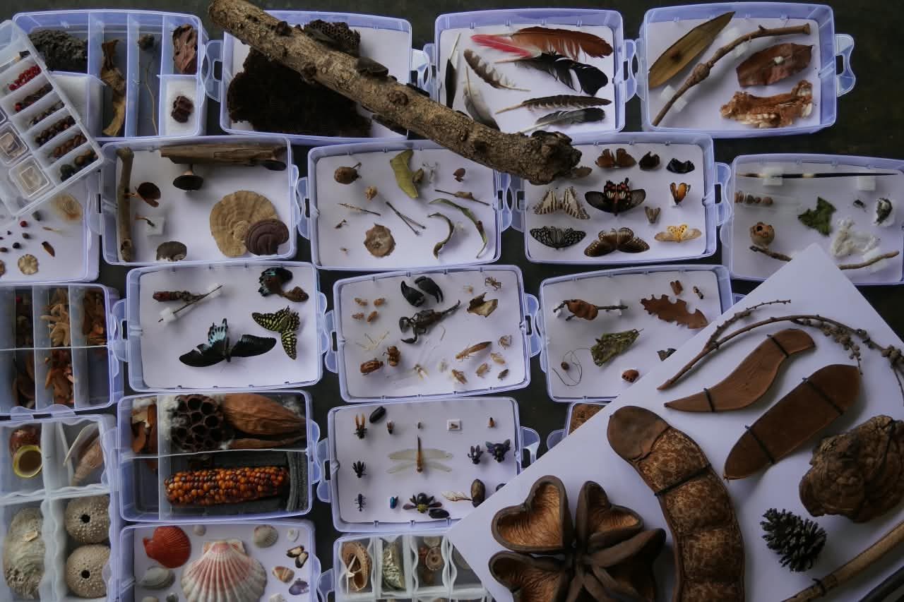 Specimen boxes of feathers, insects, seeds, fungi and shells laid out together